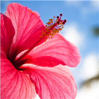 Polynesian Hibiscus Fragrance Oil 766